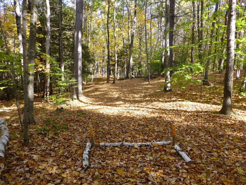 Forest Glen
